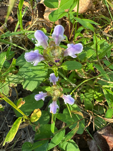 common selfheal