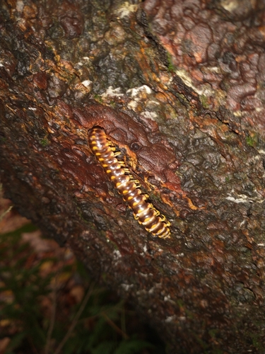 Rudiloria trimaculata