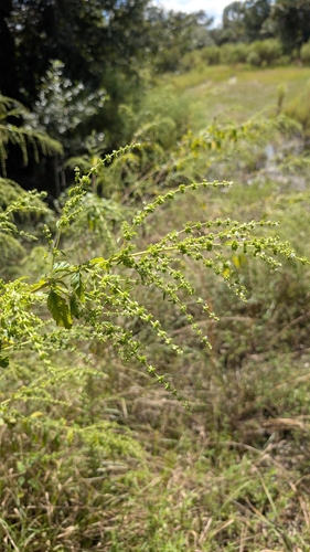 Condea verticillata observed 2026-10-14