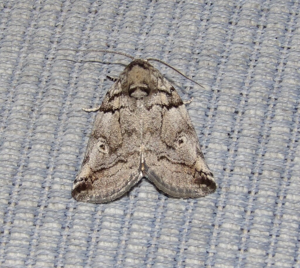Megathripa