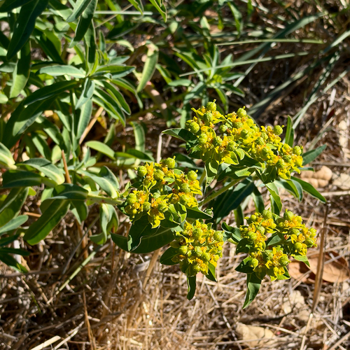Euphorbia oblongata observed 2026-10-14