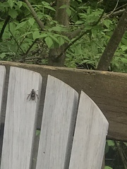 Dolichovespula maculata