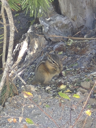 Yellow-pine Chipmunk observed by tekwani