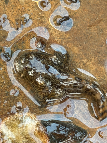 Oyster Toadfish