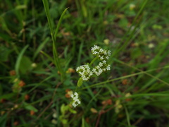 Valerianella radiata