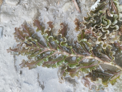 Curly-leaf Pondweed
