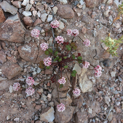 Eriogonum nortonii