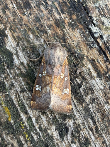 Fisher's Estuarine Moth