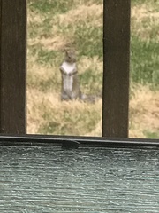 Sciurus carolinensis