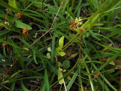 Valerianella radiata