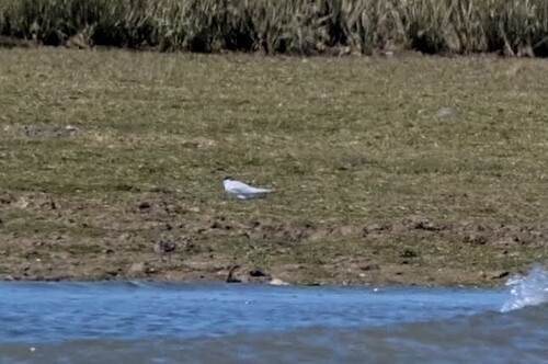 iNaturalist image