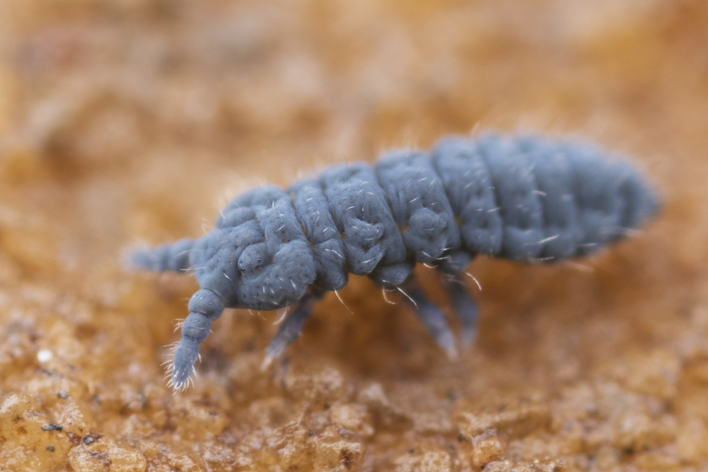 Anurida denisi