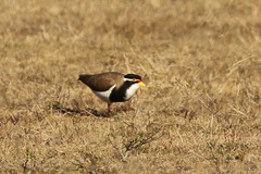 Vanellus tricolor