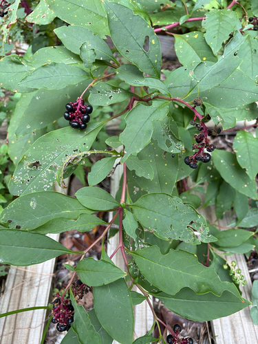 American pokeweed