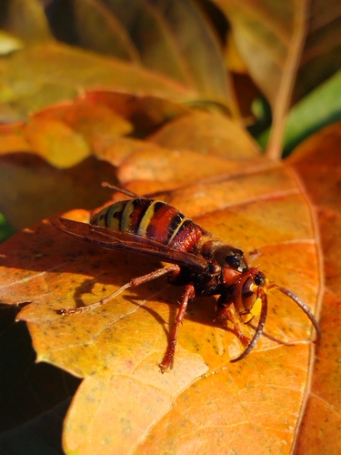 European Hornet