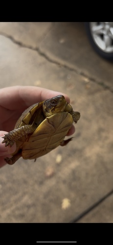Three-toed Box Turtle