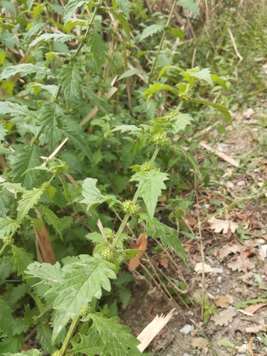 European water-horehound