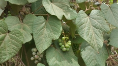 Vitis tiliifolia