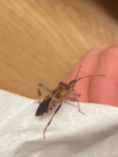 Western Conifer Seed Bug
