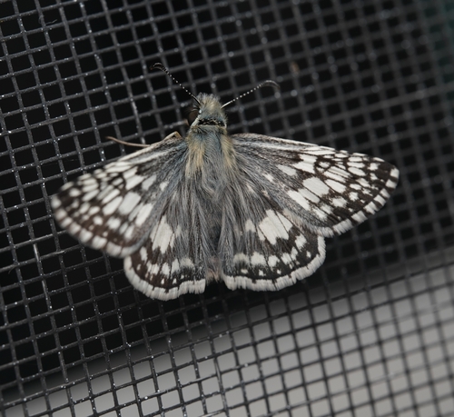 Common Checkered-Skipper photo 4