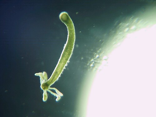 Hydra observed 2026-10-14