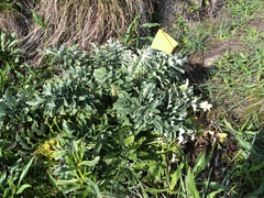 Cirsium andrewsii