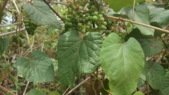 Vitis tiliifolia