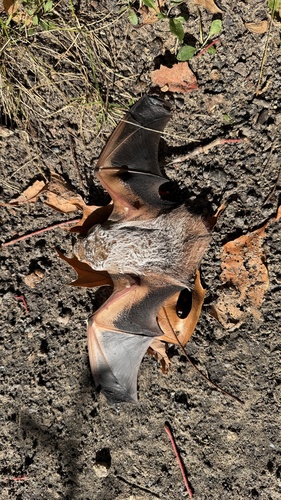 Northern Hoary Bat observed by susankirt