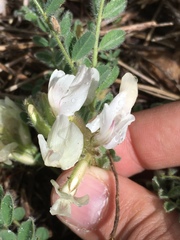 Astragalus parryi