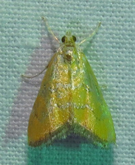 Glaphyriinae