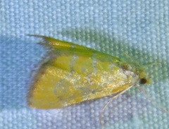 Glaphyriinae