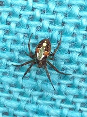 Novaranea queribunda