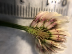 Trifolium repens