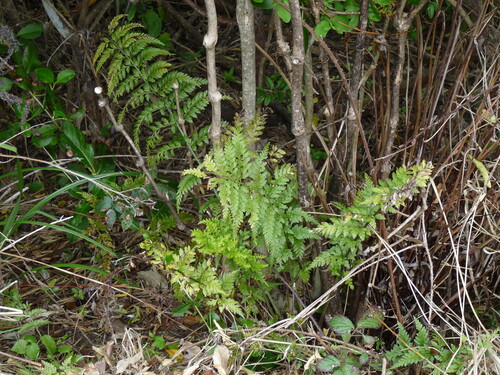 Asplenium dimorphum observed 2026-10-09