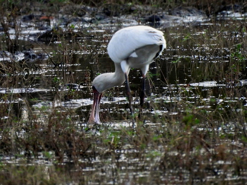 iNaturalist image