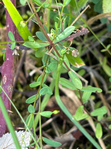 Linum catharticum observed 2026-10-08