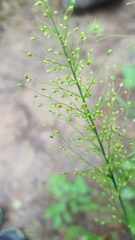 Dichanthelium scoparium