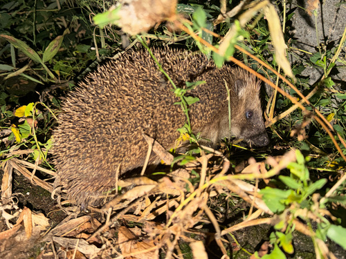 Common Hedgehog