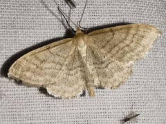 Idaea macilentaria