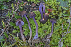 Laccaria violaceonigra