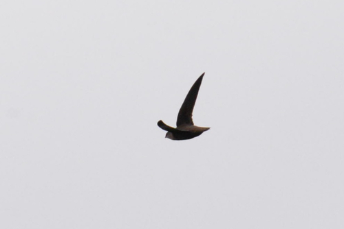 Chimney Swift observed by skgunt