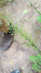Dichanthelium scoparium