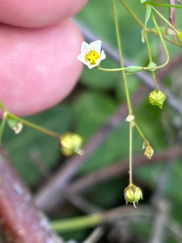 Linum catharticum observed 2026-10-08