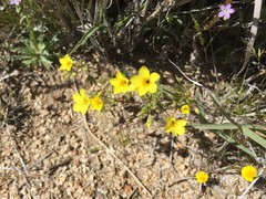 Leptosiphon chrysanthus
