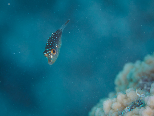 Canthigaster solandri observed 2026-10-10