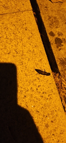 Devil's Coach Horse Beetle