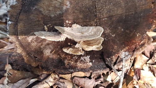 Gilled Polypore