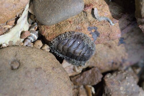 Liolophura japonica observed 2026-09-23