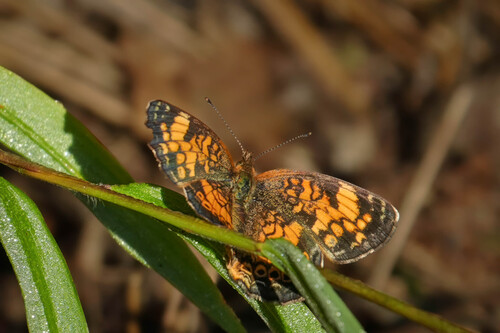 Pearl Crescent