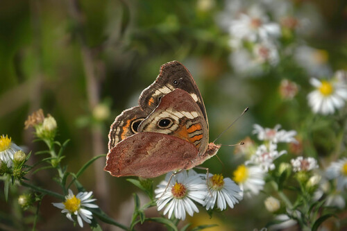 Common Buckeye